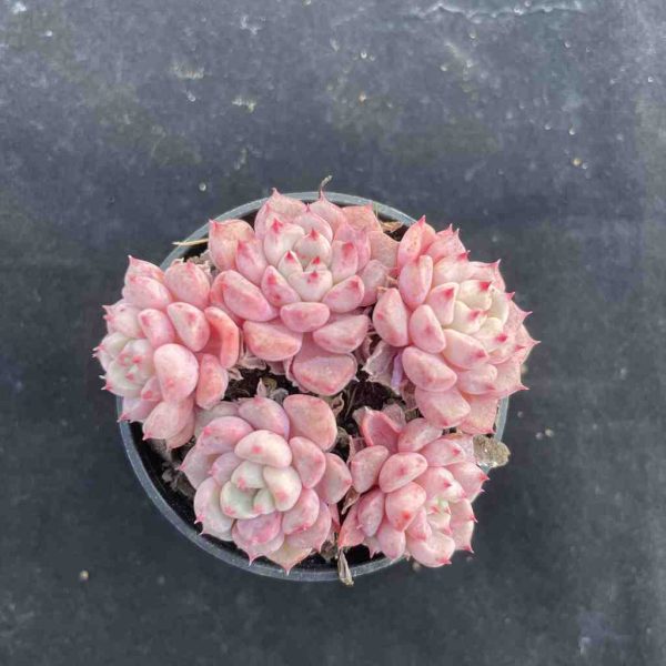 Echeveria Lucky Bubble - Image 3