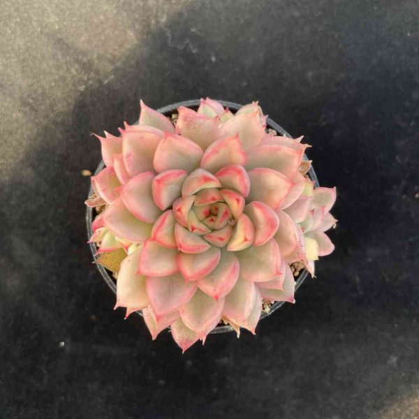 Echeveria Mebina Var. - Image 3