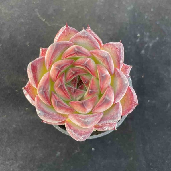 Echeveria Bonfire - Image 3