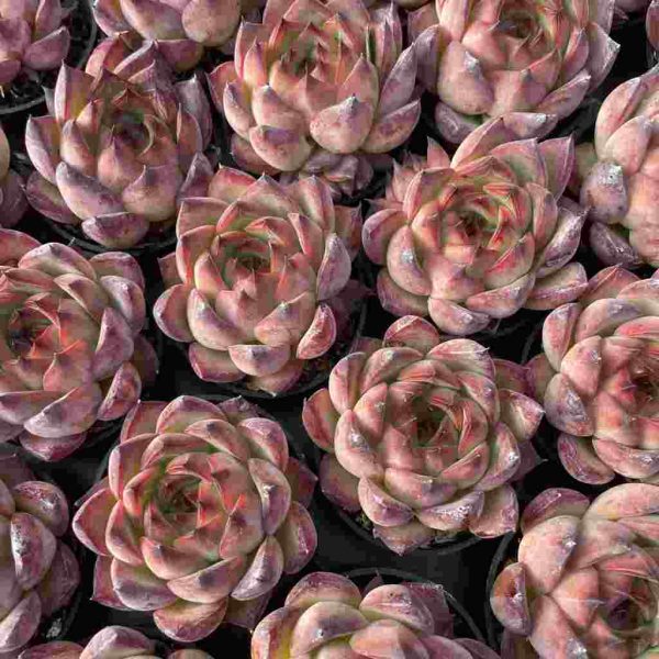 Echeveria Bonfire - Image 4