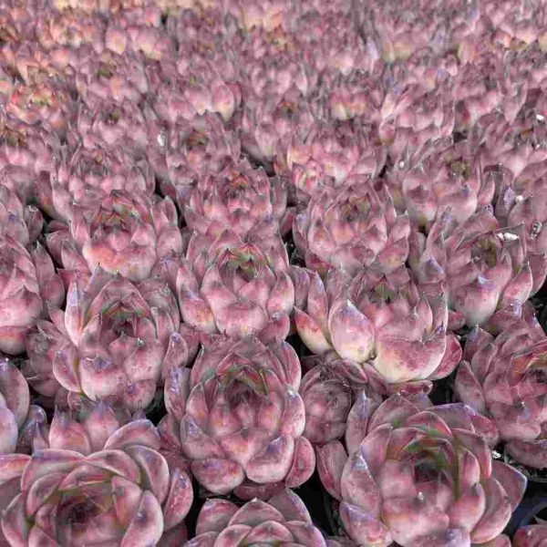 Echeveria Bonfire - Image 5