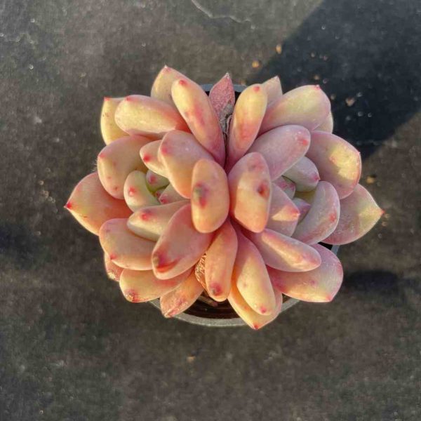 Echeveria Ariel - Image 2