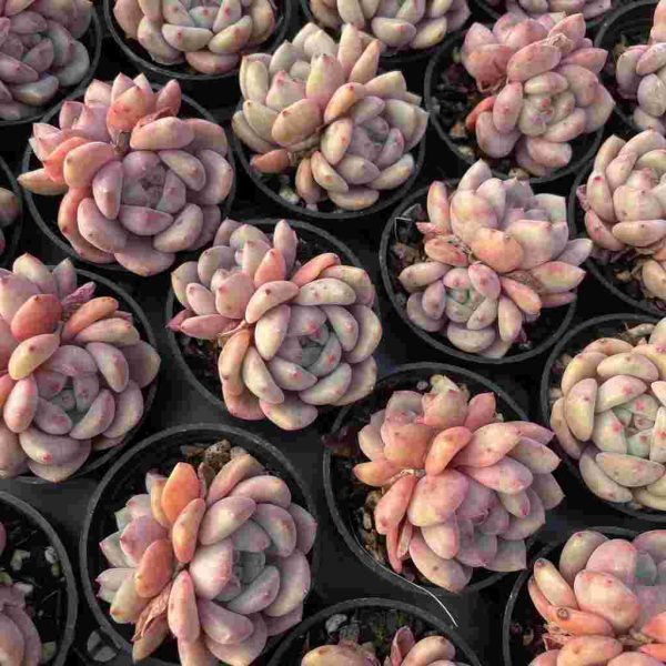 Echeveria Ariel - Image 5