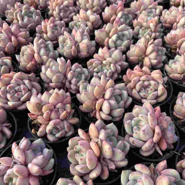 Echeveria Ariel - Image 3