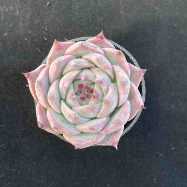 Echeveria chihuahuaensis - Image 3