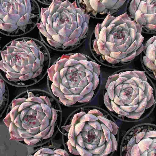 Echeveria chihuahuaensis - Image 4