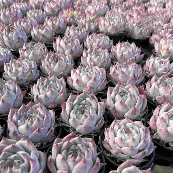 Echeveria chihuahuaensis - Image 5