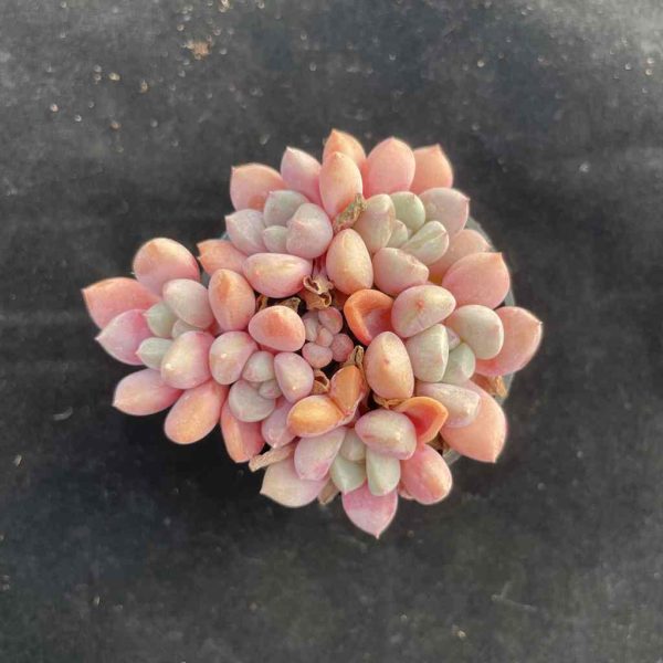 Echeveria ChunLi - Image 3