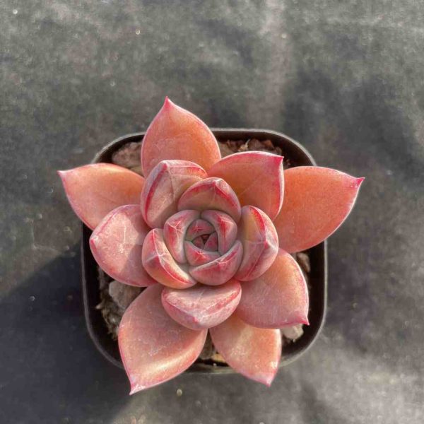 Echeveria Summer Beauti - Image 3