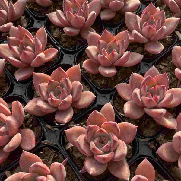 Echeveria Summer Beauti - Image 4