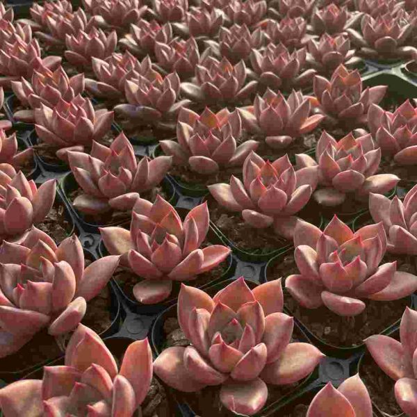 Echeveria Summer Beauti - Image 5