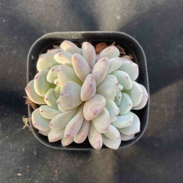 Echeveria Viant - Image 3