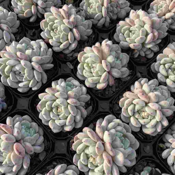 Echeveria Viant - Image 4