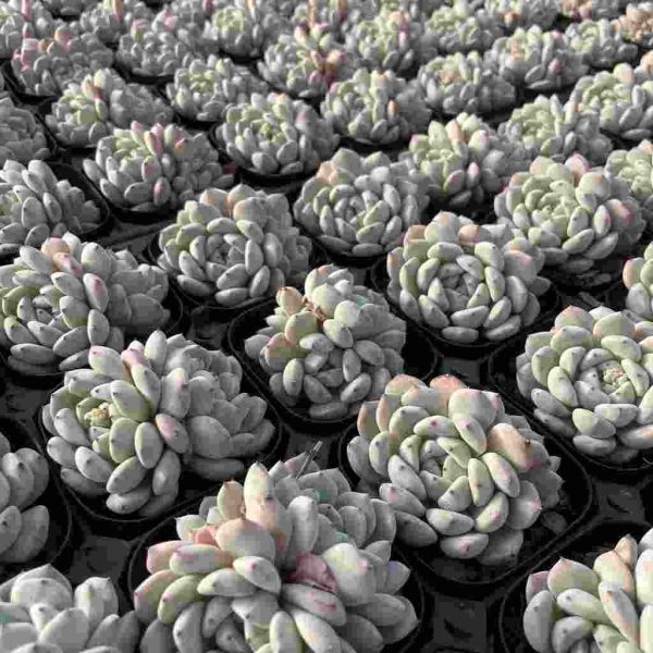 Echeveria Viant - Image 5