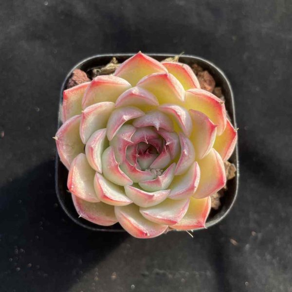 Echeveria Fairy - Image 3