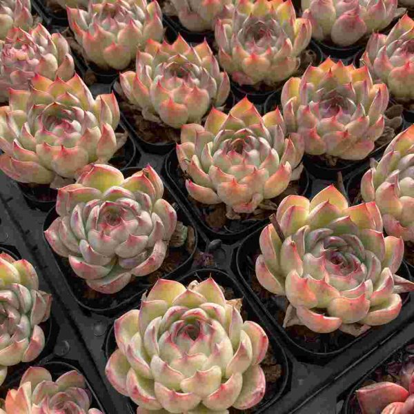 Echeveria Fairy - Image 4