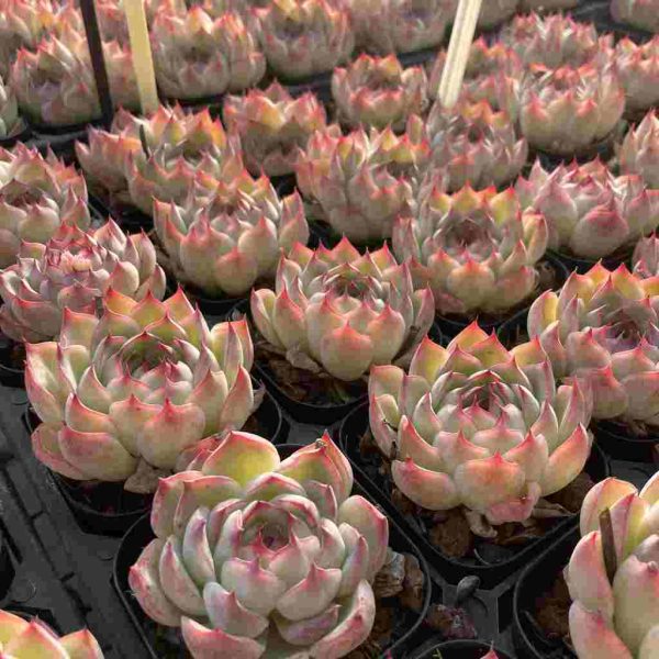 Echeveria Fairy - Image 5