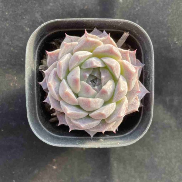 Echeveria poseidon - Image 3