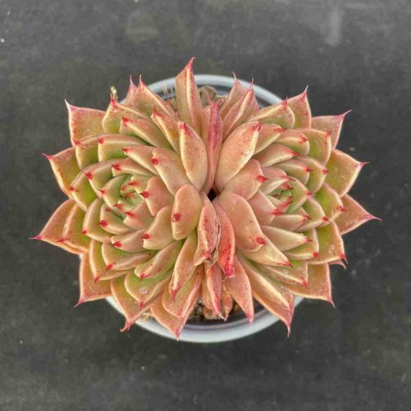 Echeveria Spy - Image 5