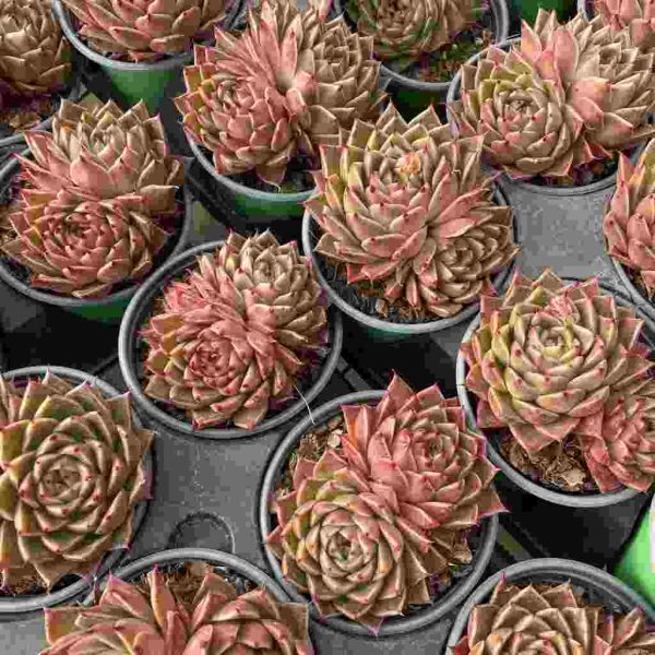 Echeveria Spy - Image 4