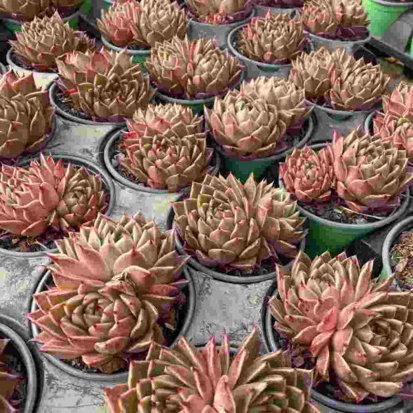 Echeveria Spy - Image 3