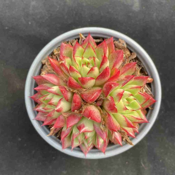 Echeveria Dreaming Queens - Image 3