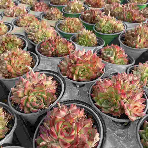 Echeveria Dreaming Queens - Image 5