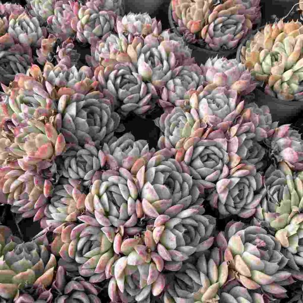 Echeveria Perle von Nurnberg - Image 3