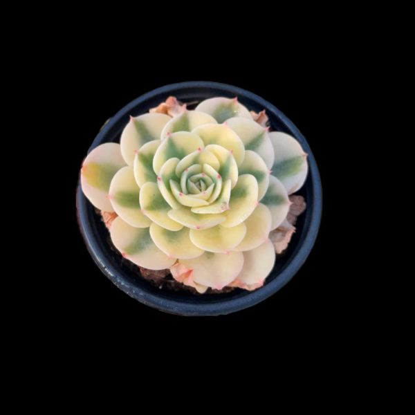 Echeveria Lenore Dean Var. - Image 2