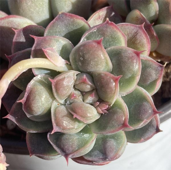 Echeveria Abli Water - Image 2