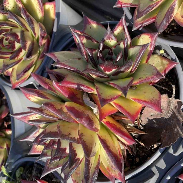 Echeveria Super Clon - Image 3