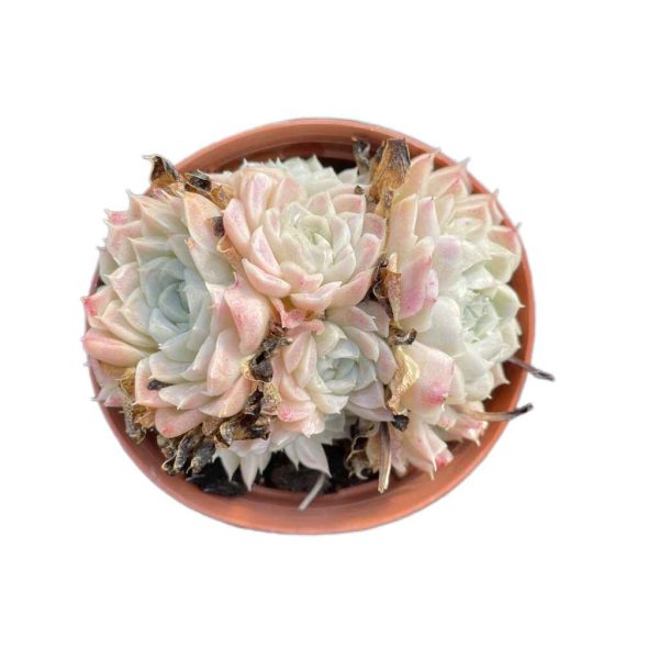 Echeveria Elegans Alba