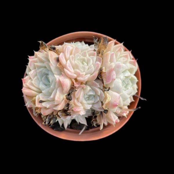 Echeveria Elegans Alba - Image 2