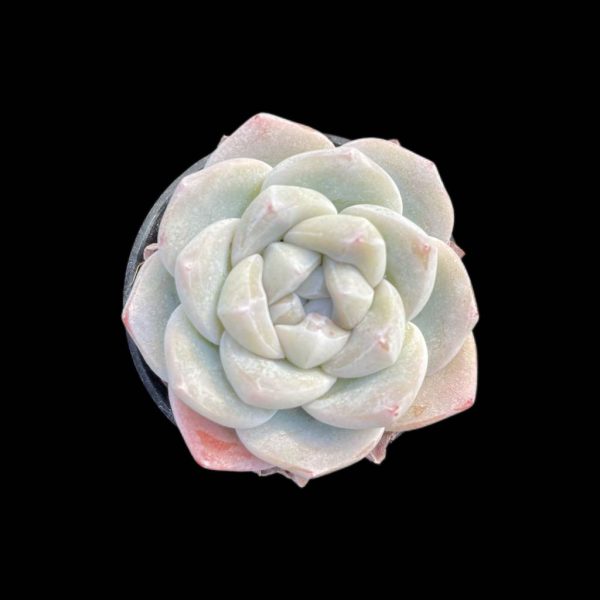 Echeveria Jade Butterfly - Image 2