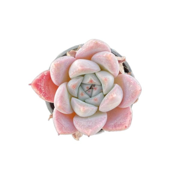 Echeveria Lady of Ice