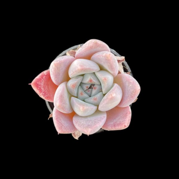 Echeveria Lady of Ice - Image 2