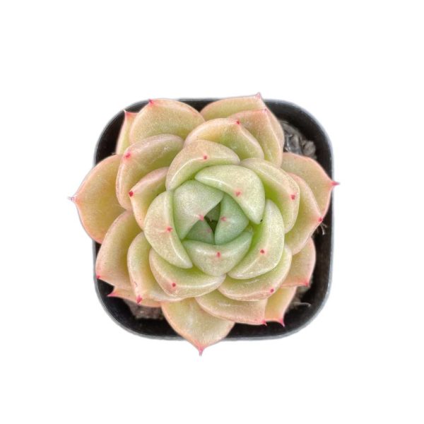 Echeveria Jelly Jenny