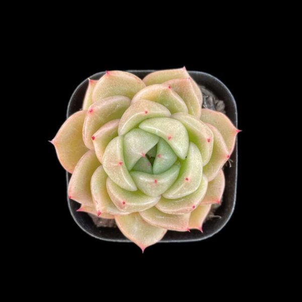 Echeveria Jelly Jenny - Image 2