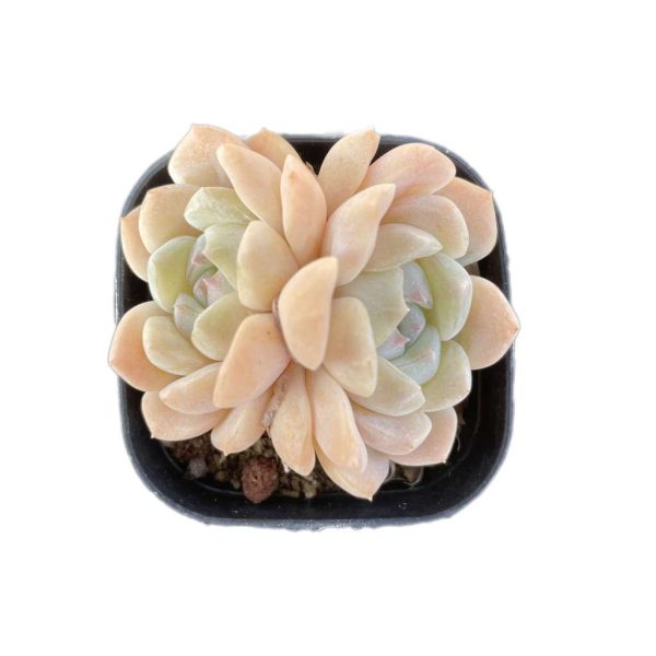 Echeveria Cream Beauti