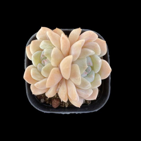 Echeveria Cream Beauti - Image 2