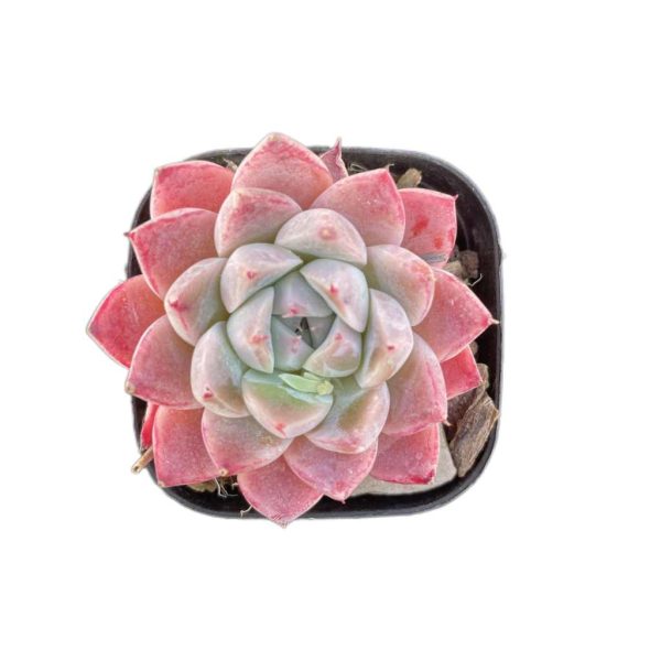 Echeveria Alba Beauti