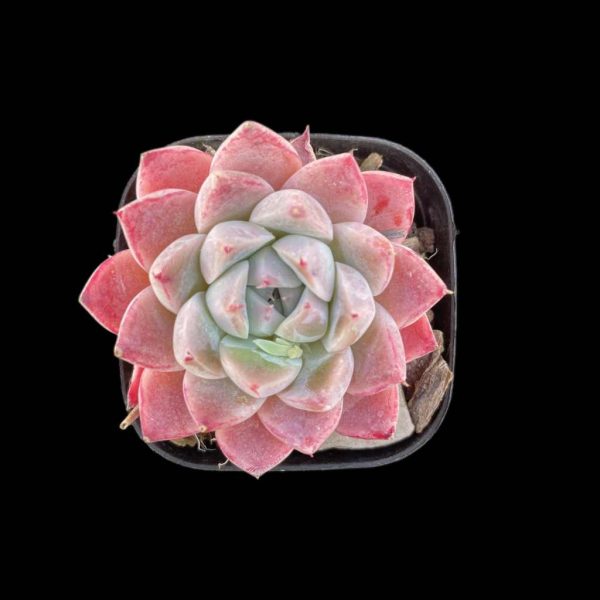 Echeveria Alba Beauti - Image 2