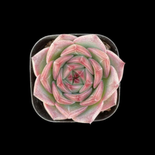 Echeveria Caesar - Image 2