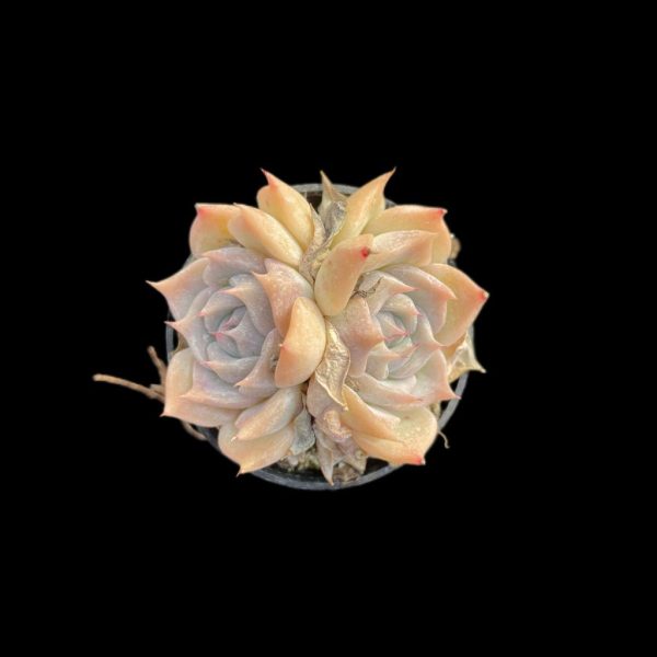 Echeveria Pikachu - Image 2