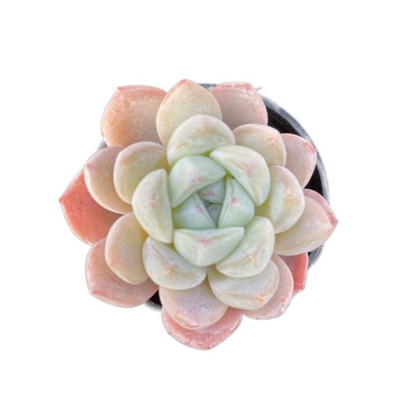 Echeveria Cream Beauti