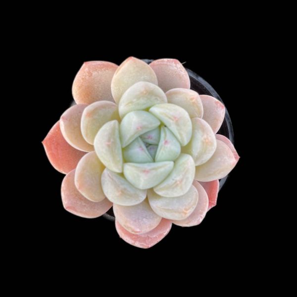 Echeveria Cream Beauti - Image 2