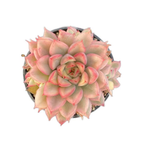 Echeveria Mebina Var.