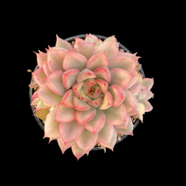 Echeveria Mebina Var. - Image 2