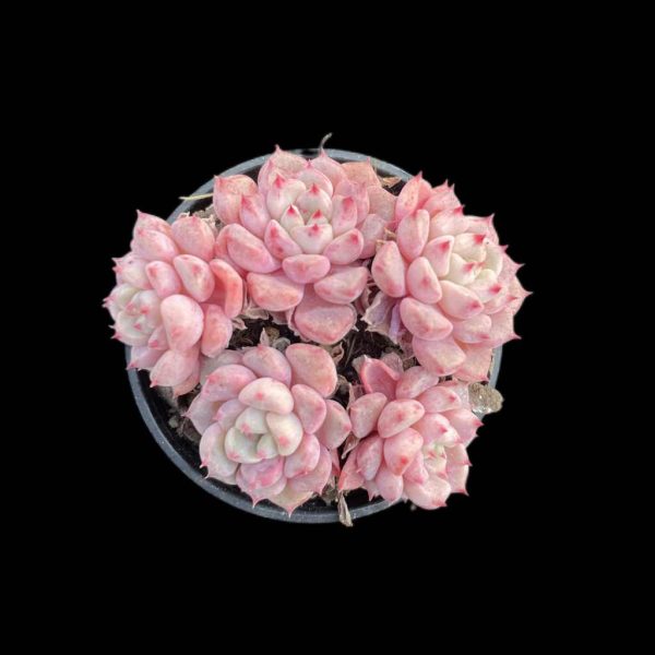 Echeveria Lucky Bubble - Image 2