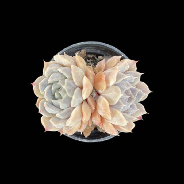 Echeveria Mary Bell - Image 2